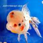 Oranda Calico