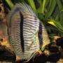 Discus Salvajes