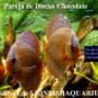 Pareja de Discus Chocolate