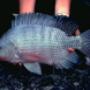Tilapia Silver GMT (Revertidas)