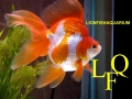 LIONFISHAQUARIUM peces