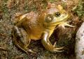 Ranas Toro (Castebiana Shaw)