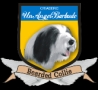 Un Angel Barbudo Criadero de Bearded Collie