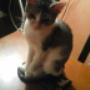 Subido por visitante en 8/4/2017 - Mi bella caroma!