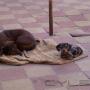 Subido por visitante en 16/6/2016