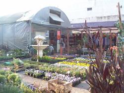 Vivero Las Margaritas