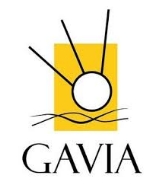 Gavia