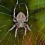 Subido por visitante en 8/3/2017
