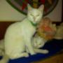 Subido por visitante en 31/1/2017 - Nuestras queridas mascotas