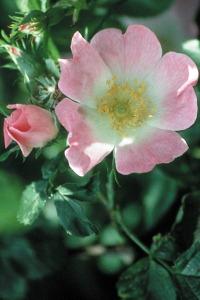 wild-rose
