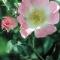 wild-rose