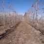 Campo Con Plantas de Peras