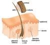 Recuperacion Capilar