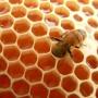 ABEJAS