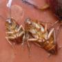 CUCARACHAS