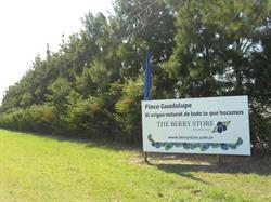The Berry Store