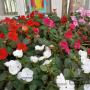 Subido por visitante en 25/8/2016 - Nuestras plantas