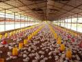 galpones para pollos