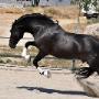 Caballos