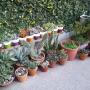 jardín de pencas y crasas