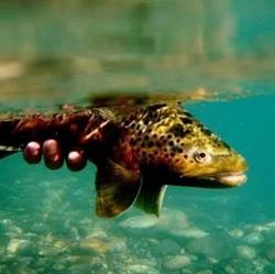Mesa Directiva Honoraria De Pesca Deportiva Del Alto Valle