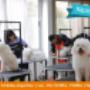 escuela canina