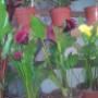 Calas de Colores