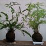 Kokedamas