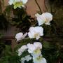 Orquidea