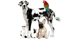 Martha Hillkirk-Médica Veterinaria
