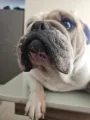 Bulldog