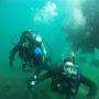 BUCEO