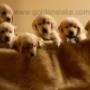 Goldens Lake