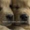 CACHORROS-GOLDENS-LAKE-