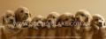 Cachorros seleccionados Golden Retriever