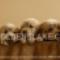 CACHORROS-GOLDENS-LAKE