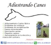 Adiestrando Canes