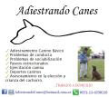 Adiestrador Canino Profesional La Plata