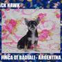 Chihuahua Macho pelo corto