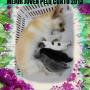 Tercer puesto del Ranking 2013 Pelo Corto