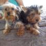 LAS MASCOTAS