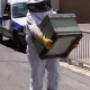 Traslado de enjambre de abejas