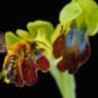 abeja pecoriando