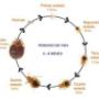 ciclo biologico de la chinche de cama