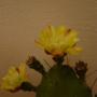 Nuestros plantines