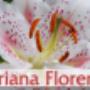 floreria adriana
