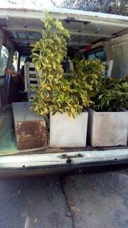 camion