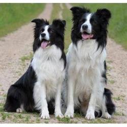 Border Collie Argentino de Trabajo