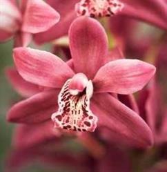 Orquideas Spa en Gabinete