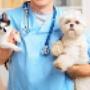 *Atención veterinaria. Cirugia. Internacion 
*Alta complejidad en medicina veterinaria.
*Guardia las 24 hs.
*laboratorio. Rx digital. Ecografias.
*Vacunas